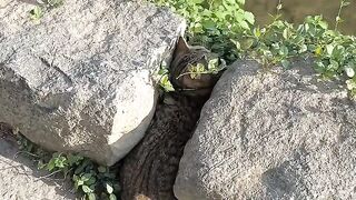 Dog Terrified of a Tiny Kitten! 8