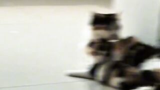 Invisible Maze Challenge for Cat! 9