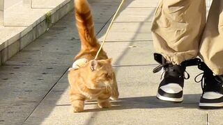Cat Bringing Me Weird Gifts! 10