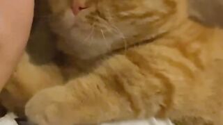 Cat Answering When Called! So Smart! 10