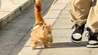 Cat Discovering Ice for the First Time! 9