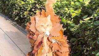 Cat Refuses to Walk on Leash! 😂 9