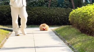 Cat Jealous of the New Baby! 10