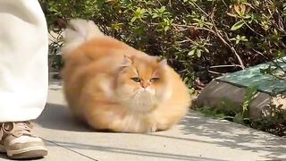Cat Trying to Catch Fish on iPad! 10