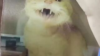 Cat Getting Brain Freeze from Ice Cream! 8