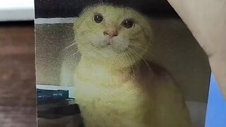 The Loudest Kitten in the World! 📢 10