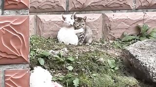 Cat Reacts to Owner's Singing! 9