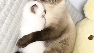 Cat Trying to Stay Awake! So Sleepy! 9