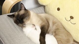 Cat Stealing Pizza Slice in 4K! 8