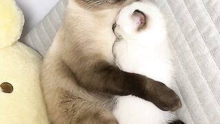 Cat Fighting a Stuffed Tiger! 10