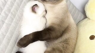 Cat Rolling in Catnip! Pure Joy! 10