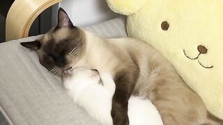 Cat Stuck on the Ceiling Fan! 😂 9
