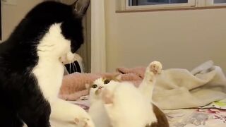 Cat Gently Waking Up Owner! 10