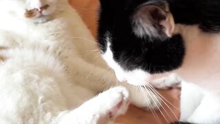 Cat Terrified of the Vacuum Cleaner! 9