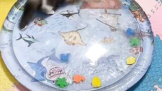 Ultimate Cat Fails Compilation 2026! 9