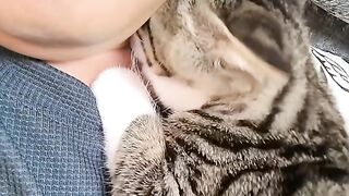 Cat Annoying Older Cat! Funny Sibling Rivalry! 8