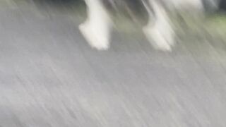 Majestic Siberian Husky Morning Walk