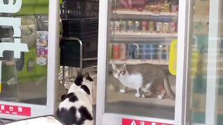 Cat Protecting Owner from a Bug! 10