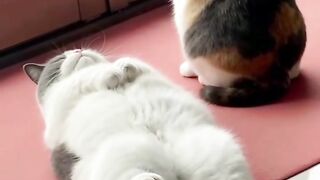 Cat Trying to Drink from a Straw! 18