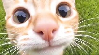 Cat Loving a Belly Rub! Rare Footage! 9