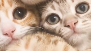 Cat Walking Like a Human! Two Legs! 9