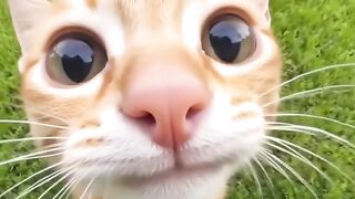 Cat Eating Watermelon! ASMR Crunches! 9