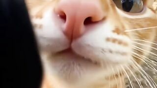 Cat Knocking Everything off the Table! 10