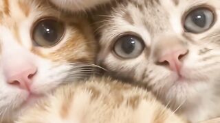 Cat Watching Horror Movie! Scared Reaction! 9