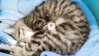 Cat Sliding into a Box like a Boss! 9