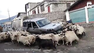 Herd Of Sheep Run Around Car