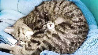 Cat Getting a Brain Freeze! 😂 10