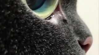 The Most Talkative Cat Ever! 🗣️ 10