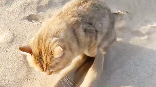 Cat Discovers the Printer! 😂 9