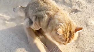 Tiny Kitten's First Yawn! 8