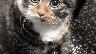 Cat Tries to Catch Fish on TV! 10