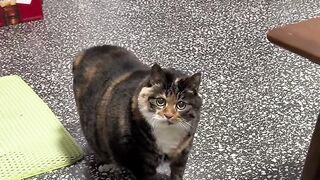 Clumsy Cat Falls off the Bed! 10