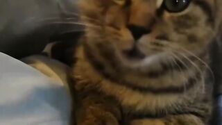 Cat Addicted to Belly Rubs! 9