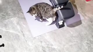 Kitten Falling Asleep in a Shoe! 🥺 9