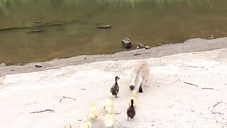 Cat Doing a Perfect Parkour Jump! 10