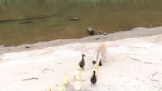 Cat Refuses to Take a Bath! 9
