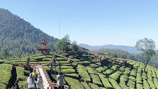 Hidden Paradise in Indonesia 🌿 | Breathtaking Green Tea Plantation Views