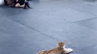 Cat Tries to Catch a Laser Pointer! 10