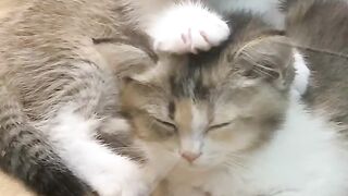 Cat Sitting Like a Human! 8