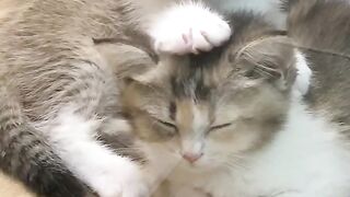 Cat Reacts to Owner's Sneeze! 9
