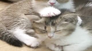 Cat Knocking a Glass off the Table! 8