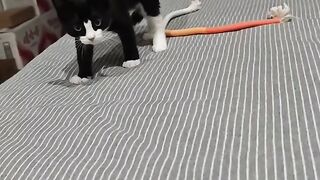 Cat Scared by a Toaster Popping! 7