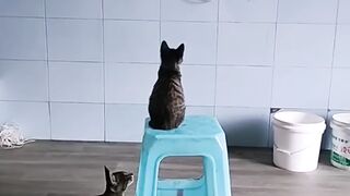 Cat Loving the Hair Dryer Warmth! 8