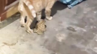 Cat Wearing a Tiny Winter Hat! 7