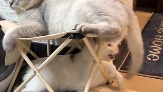 Cat Fighting a Dust Bunny! 8