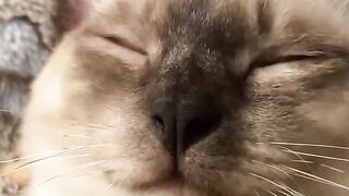 You Won't Believe What This Cat Did! 11